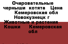 Очаровательные черныши, котята › Цена ­ 1 - Кемеровская обл., Новокузнецк г. Животные и растения » Кошки   . Кемеровская обл.